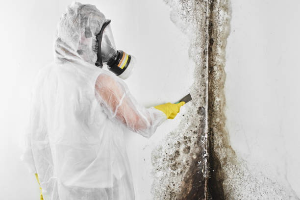 Mold Removal Process in Huxley, IA