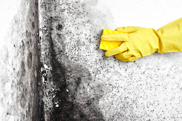 Best Emergency Mold Removal  in Huxley, IA