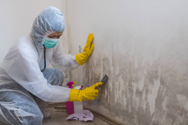 Best Affordable Mold Removal  in Huxley, IA