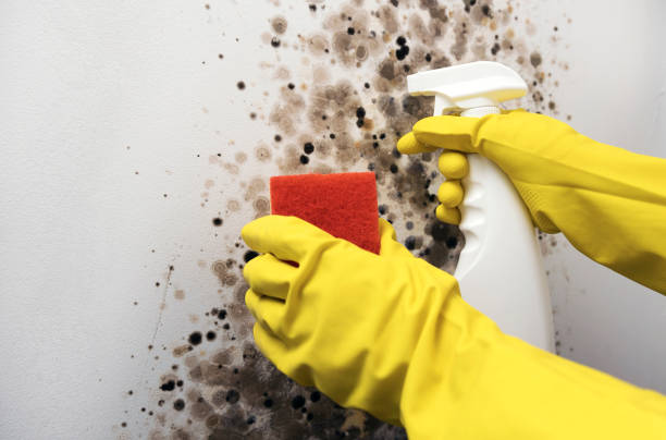Best Mold Remediation Experts  in Huxley, IA