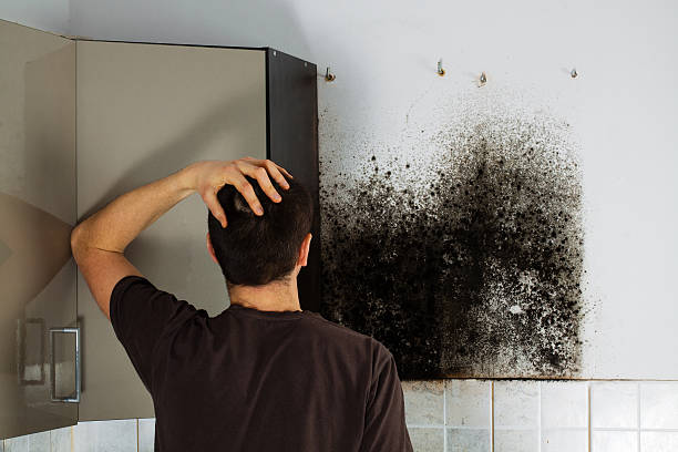 Best Same-Day Mold Removal  in Huxley, IA