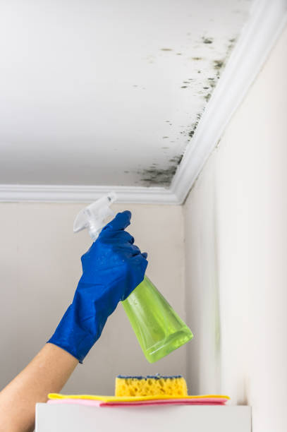 Trusted Huxley, IA Mold Removal Experts