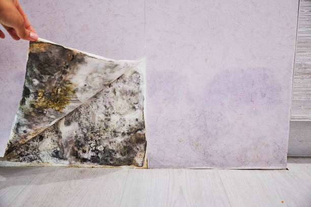 Best Professional Mold Removal  in Huxley, IA